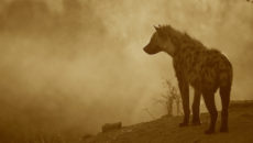 Image by Adobe Stock