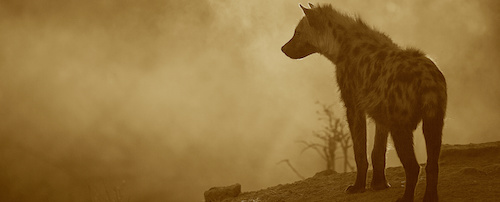 Predatory publishing scams ravage the world of academic researchers