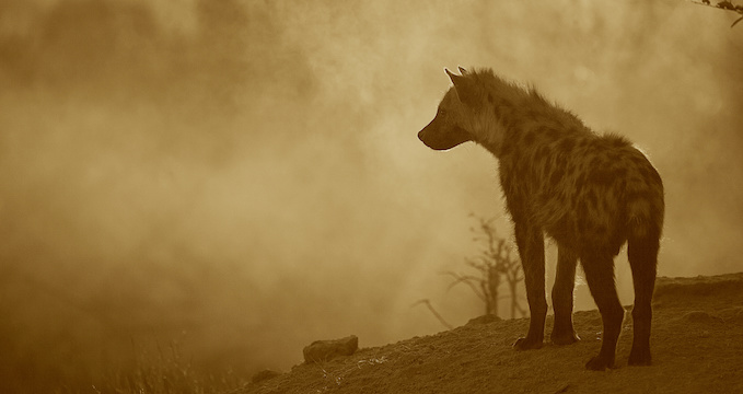 Image by Adobe Stock