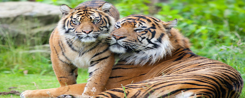 Race and class politics in competitive schooling