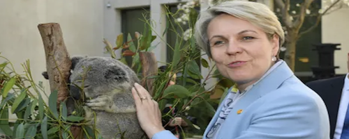 Beyond koalas, UN organisations work to put climate change education on the agenda